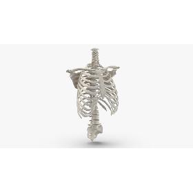 Real Human Rib Cage Spine Calvicle and Scapula Bones Anatomy White 01 3D model